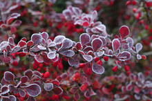Plants And Flowers In Hoarfrost