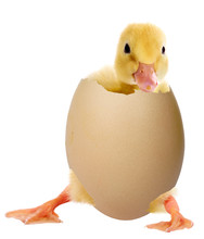 Duckling In An Egg