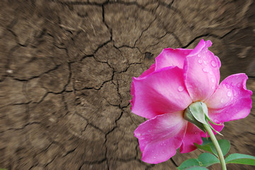 Wall Mural - rose on background  ground
