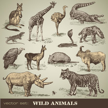 Vector Set: Wild Animals