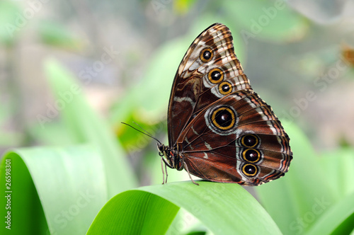 Tapeta ścienna Motyl morpho siedzący na liściu