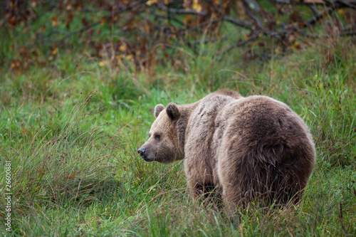 Fotoboard na płycie Niedźwiedź niedźwiedź brązowy grizzly broda miś dziki ssak da