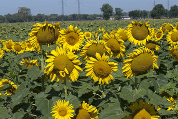 Canvas Print - Sunflowers Meadow in Tuscany