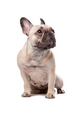 Wall Mural - French Bulldog isolated on white