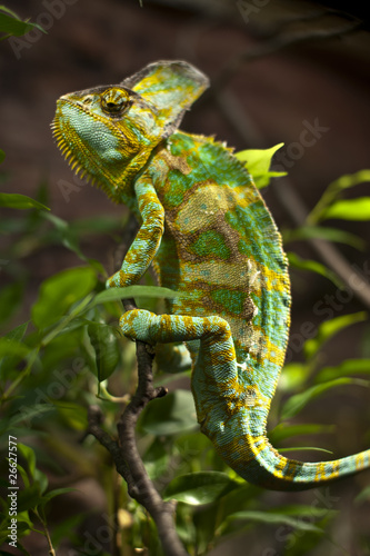 Naklejka samoprzylepna Kameleon