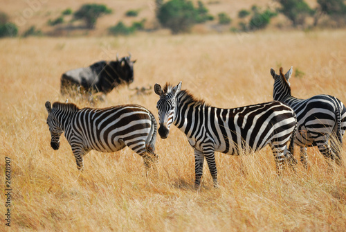 Plakat na papierze fotorealistycznym Zebras herd
