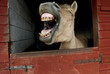 Leinwandbild Motiv Lachendes Pferd