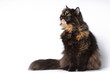 Persian tortie cat sits on white bakcground looks on the left up