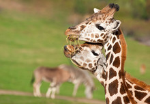 Couple Of Giraffe Eating