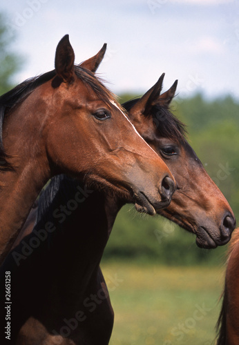 Deux Tetes De Cheval De Selle Francais De Profil Stock Photo Adobe Stock Deux Tetes De Cheval De Selle Francais De Profil Stock Photo Adobe Stock