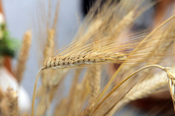 Wheat