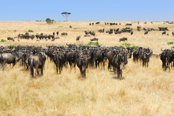 Wall Mural - african landscape with antelopes gnu