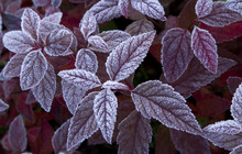 Leaves Covered With Frost