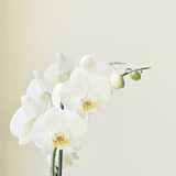 Fototapeta Storczyk - weiße Orchidee