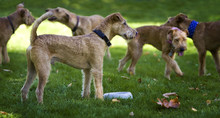 Rudel Irish Terrier