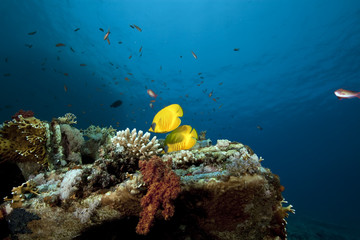 Wall Mural - butterflyfish on cargo of the Yolanda wreck