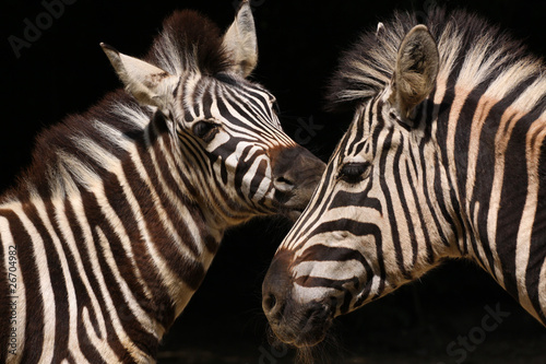 Plakat na papierze fotorealistycznym Steppenzebra