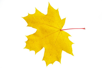 Wall Mural - maple leaf