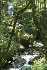 Wall Mural - Fiume nel bosco