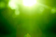 canvas print picture - Abstract green forest defocused with sunbeam