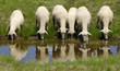 Sheep on the Bistra mountain drinking water on the glacier lake