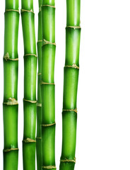 Wall Mural - Bamboo Border