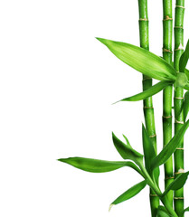 Wall Mural - Bamboo Border