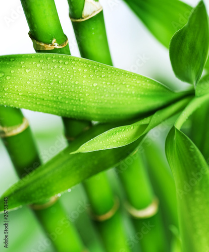 Naklejka na szafę Bamboo isolated on white