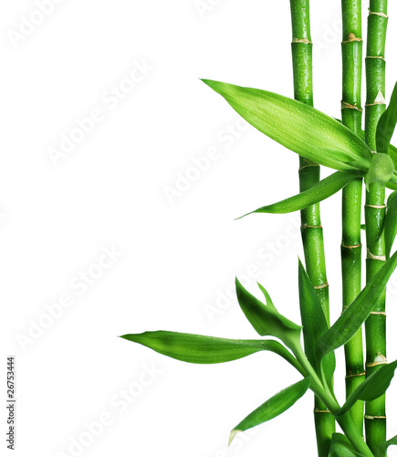 Naklejka dekoracyjna Bamboo Border