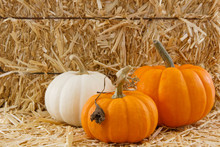 Three Tiny Pumpkins Against A Straw Background