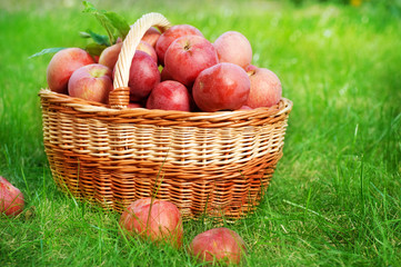 Poster - Healthy Organic Apples in the Basket.