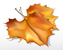 Detailed Vector Autumn Maple Leaf