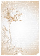 Wall Mural - Old textured paper with drawing rose