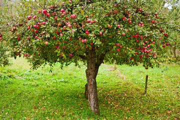 Wall Mural - Apple trees orchard