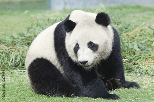 Obraz na płótnie canvas Pomyśl o Panda