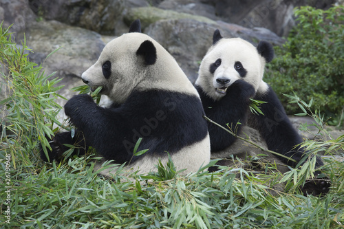Obraz na płótnie canvas czteroczęściowy "tetraptyk" Brat Panda do jedzenia