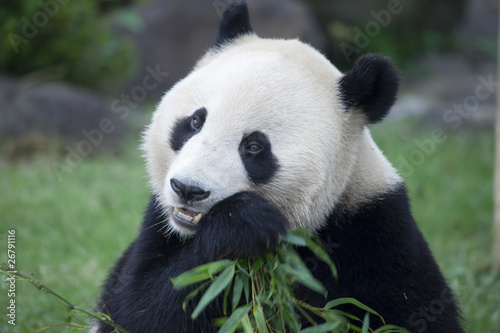 Obraz na płótnie canvas trzyczęściowy "tryptyk" Panda do jedzenia trawy bambusowej