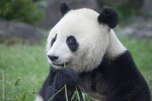 Obraz na płótnie canvas dwuczęściowy "dyptyk" Panda do jedzenia trawy bambusowej