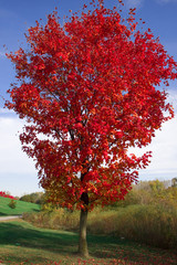 red leaves