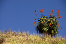 Aloe Plant On Grassy Hill Top On A Sunny Day In South Africa