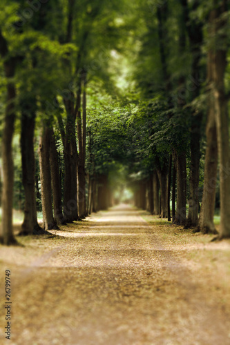 Obraz na płótnie canvas czteroczęściowy "tetraptyk" Allee