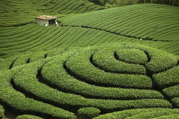 Ba Gua Tea garden