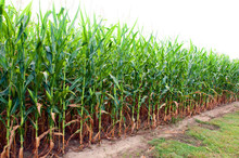 Corn Field In Alabama