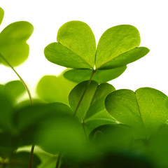 Clover plant macro shot, isolated on white background.