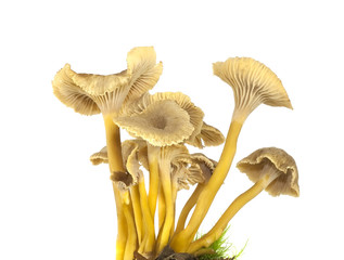 Sticker - Funnel chanterelle isolated on white background.