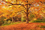 Fototapeta Krajobraz - Autumn in the park