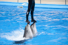 Dolphinarium Show