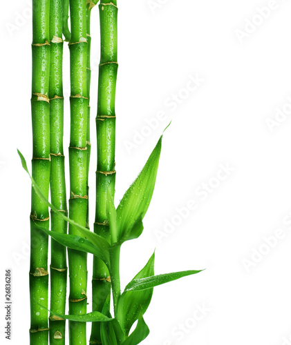 bambus-na-bialym