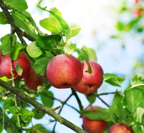 Plakat na papierze fotorealistycznym Świeże organiczne jabłka