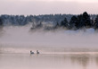 © ezoom - A pair of swans on a cold  and misty winster morning